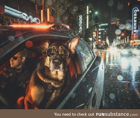 The Vancouver Police Department made a police dog calendar. This badass photo of a K9 and