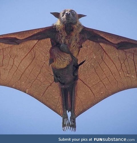 ???? Indian flying fox and baby along the ride ????