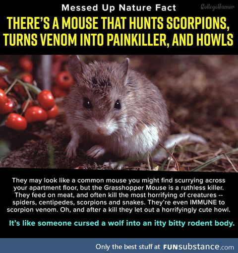 Random fact that u have never heard of