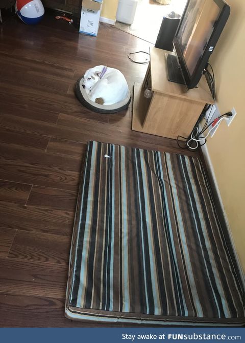 If only my dog had a bed big enough for her