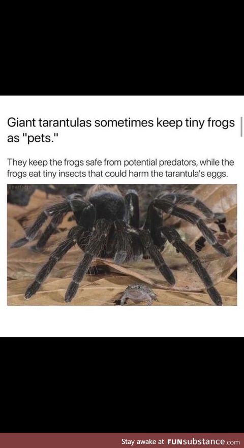Just imagine seeing a scary spider with a cute baby frog