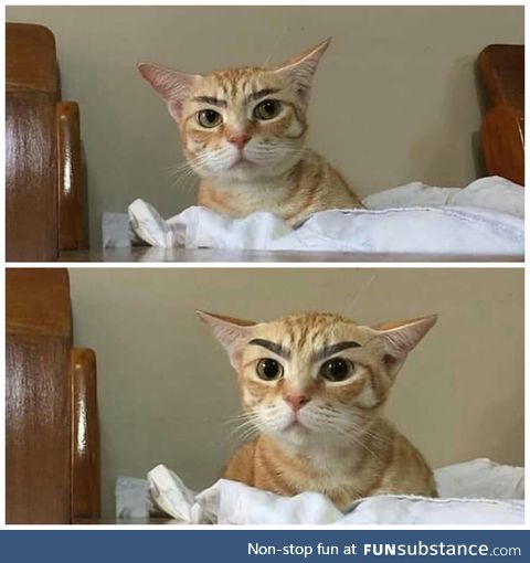 Cat with eyebrow is something