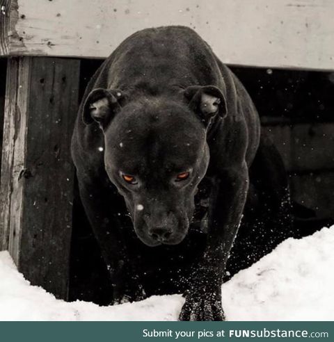 This dog looks like he is saying "if you run you will just die tired"