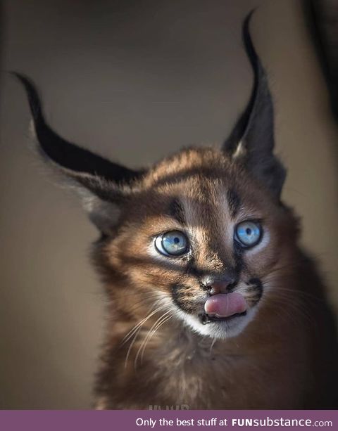 Caracal with Mesmerizing eyes