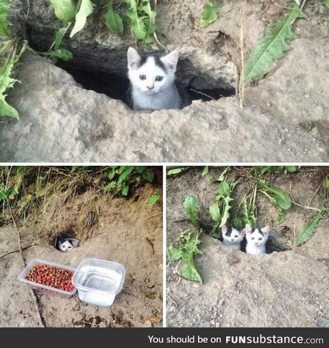 The first day they saw a little cat hiding in the garden, so they got him some food and