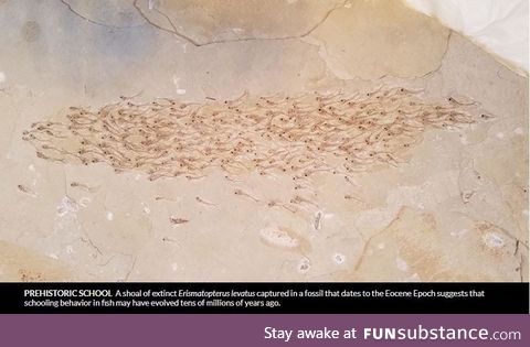50 million year old school of fish