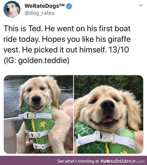 Wholesome doggo