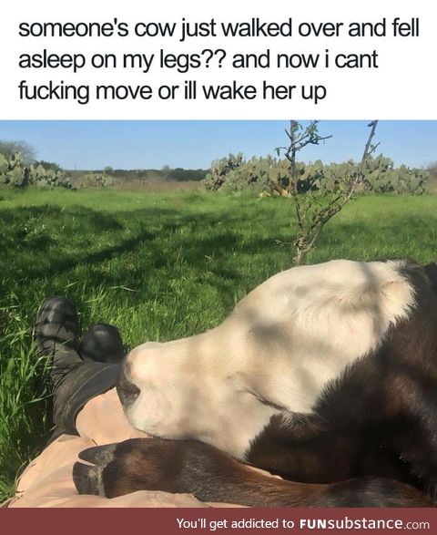 I can't moooooooooove