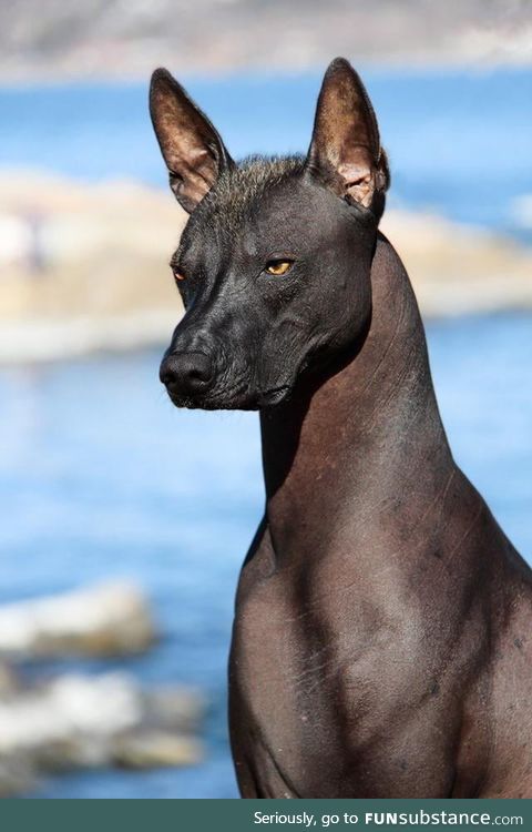 The Xoloitzcuintli Quetzal (Mexican hairless dog) is considered a guide for the dead