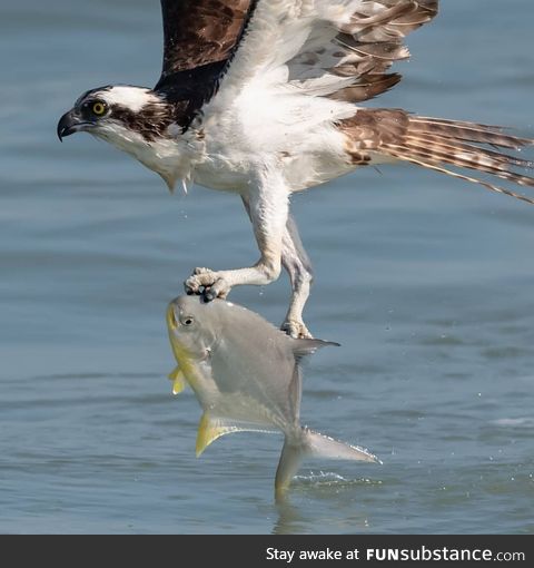 An osprey saving a fish from drowning