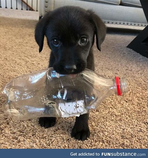 Chomp