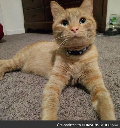 My other cat: Marsh! He's the sweetest cuddlebug