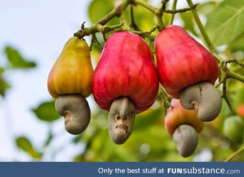 Cashew Apples