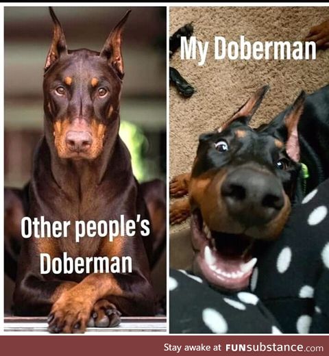 Other peoples Dogs vs My dog