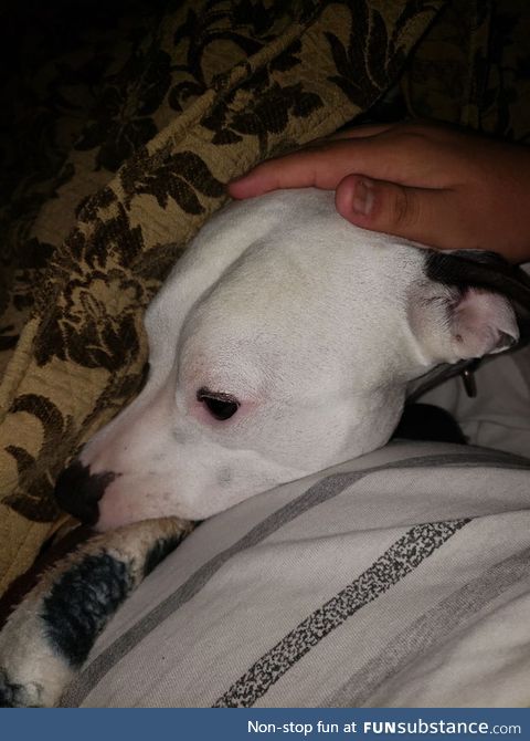 I turned 20 today, yesterday my 2 cats died, been feeling like shit since, my dog Capone