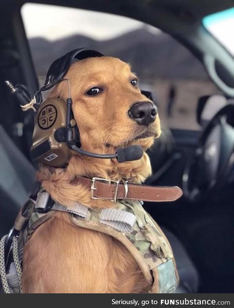 Best boi