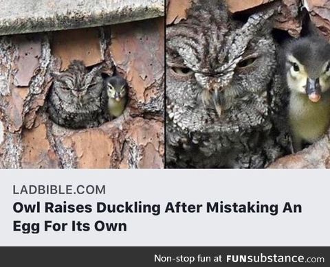 Good owl