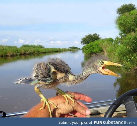 Baby Blue Heron !