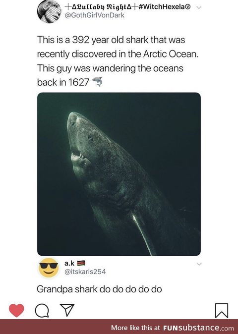 Grandpa Shark !!