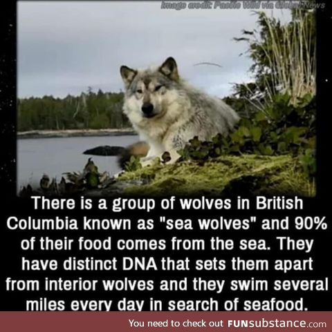 Sea wolves are a thing