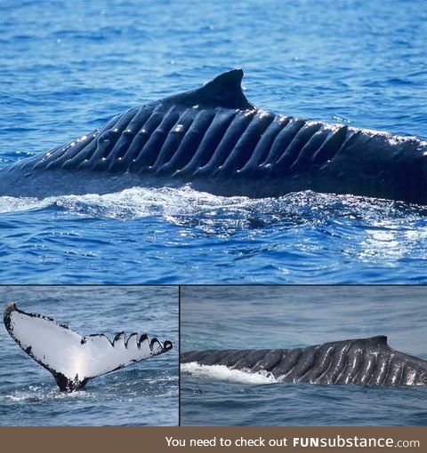 This whale survived being cut up by a boat propeller in 2001. The whale is now named