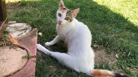 Mama cat with a limp and her kittens (FeelGoodSubstance)