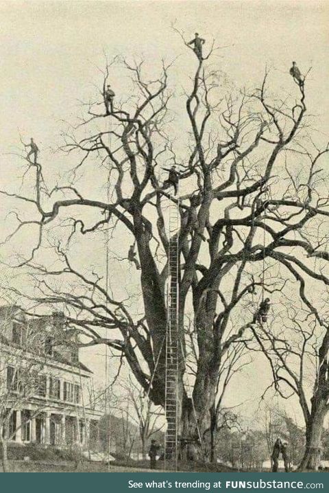 Tree pruning in the 1800's