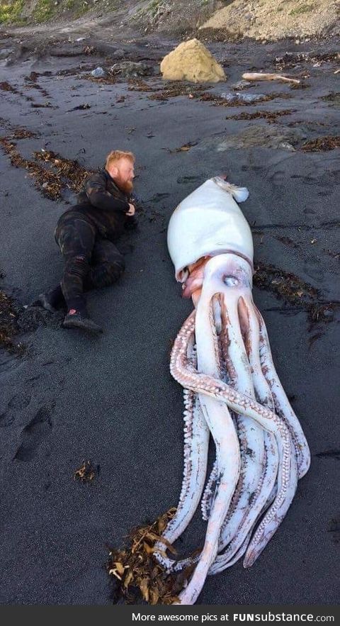 Giant squid washed up on New Zealand beach