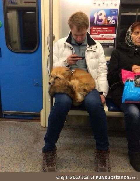 Just a fox