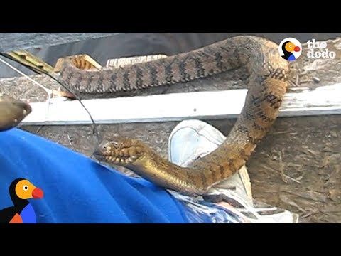 Guy feeds a Diamondback Water-Snake a fish (keep your britches taped up!) Too pure