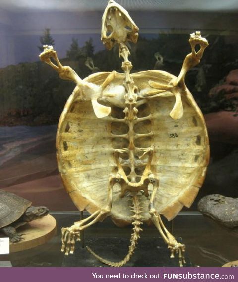 This is why turtle cannot come out from its shell