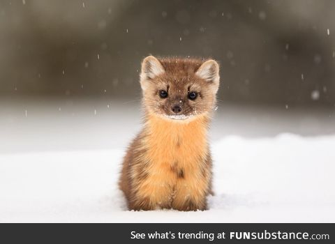 Baby American Pine Marten