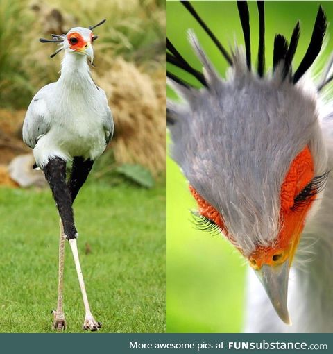 Secretarybird