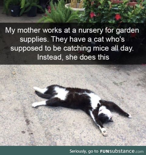My soul animal