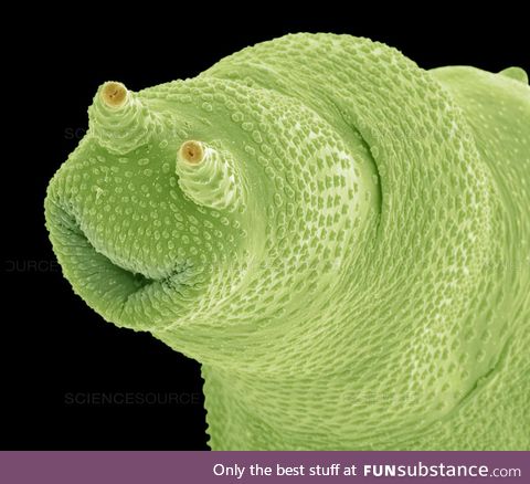 Happy little tardigrade!