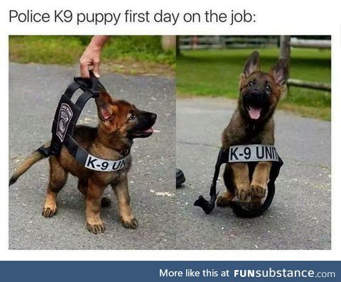 Police K9 puppy first day on the job