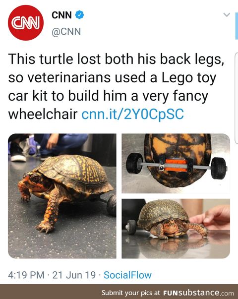 LSU veterinarians created a removable wheelchair for an accident-prone turtle