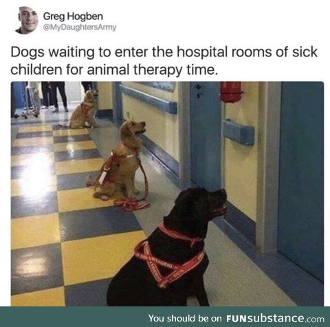 We don't deserve dogs