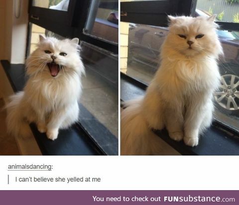 Fluffy bean