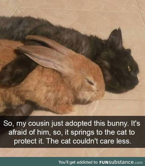 New friends