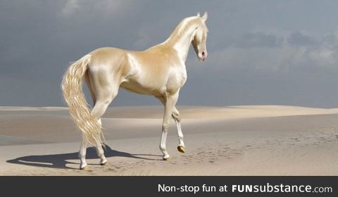 Akhal Teke, one of the most beautiful horse breeds in the world