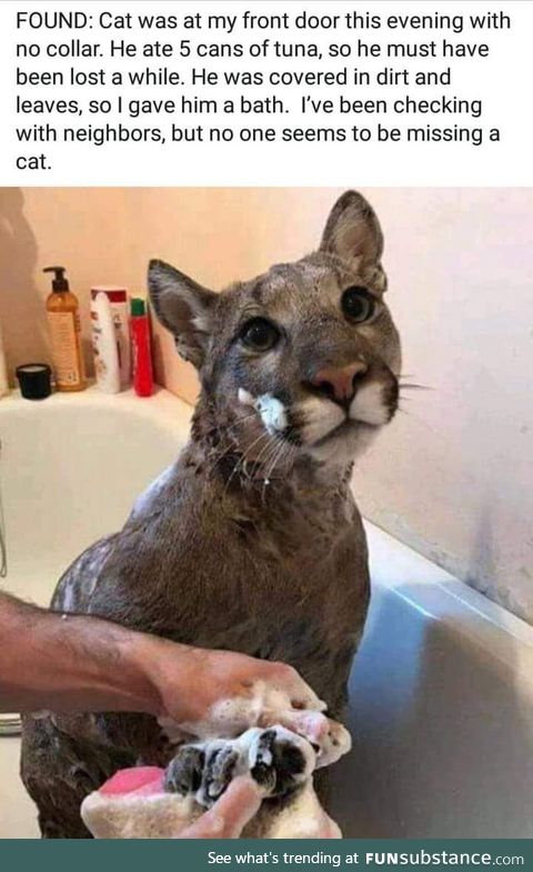 I'd love to have this cat!