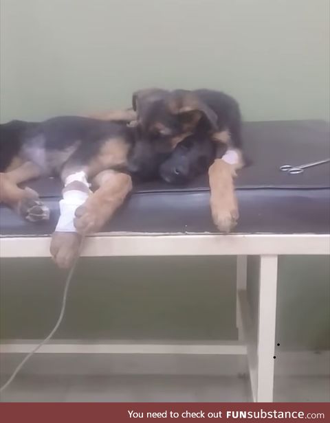 Taking care of his buddy !