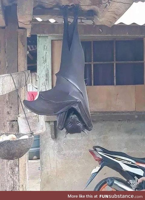 A rare ‘Megabat’ regularly found in Filipino forests.