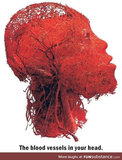 Vasculature of the head !
