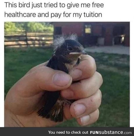 Bernie Bird