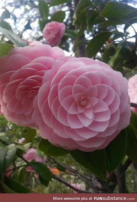 Japanese Flower Phi !!