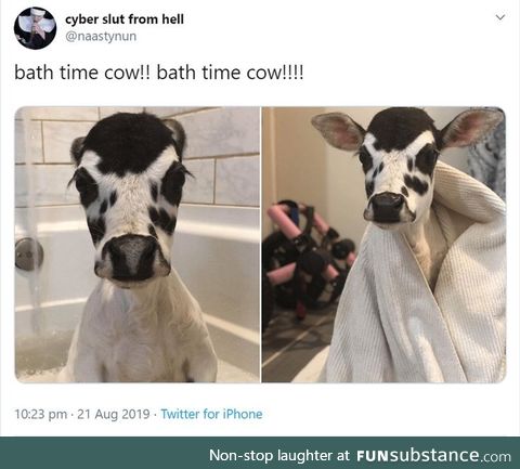 Cows are adorable