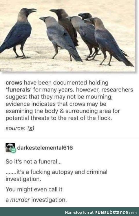 Caw and Order