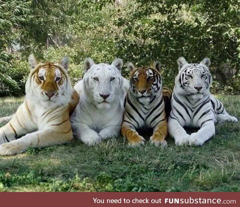 The only photo with the 4 shades of a tiger.